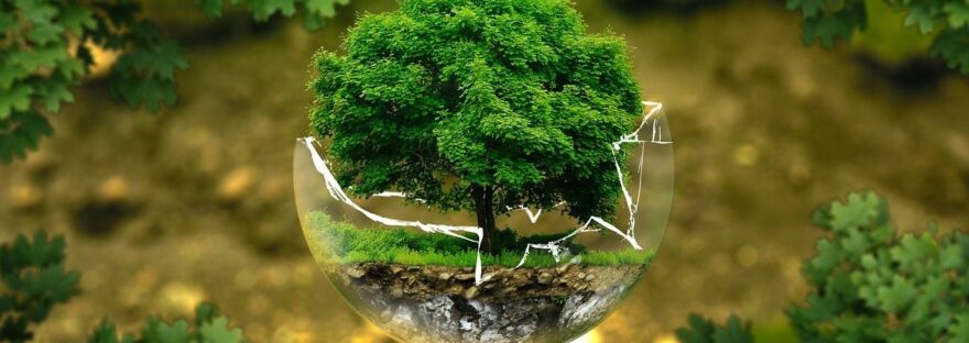 Image shows a broken glass ball, floating, in which a tree is growing