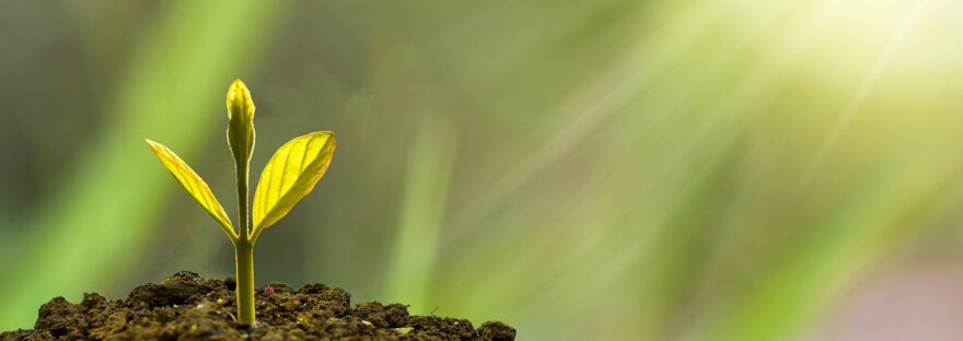 Close-up photograph of the green shoot of a new plant emerging from the soil whilst the suns rays shine on it