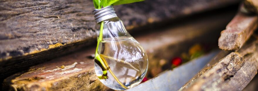 Small plant growing inside an old lightbulb containing water, on a set of wooden logs